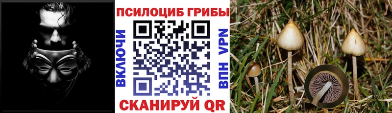 Псилоцибиновые грибы Cubensis  купить наркотики сайты  Родники 